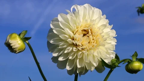 White dahlia Stock-Footage 95035545