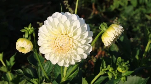 White dahlia Stock-Footage 95035609
