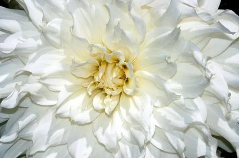 White Dahlia Stock Photos