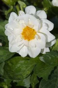 White dahlia Stock Photos