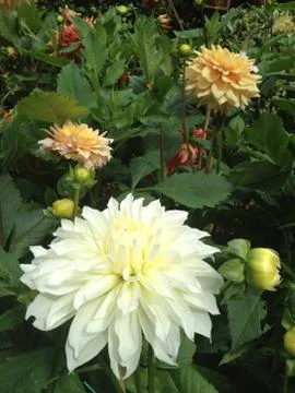 White dahlia Stock Photos