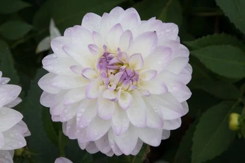 White Dahlia Stock Photos