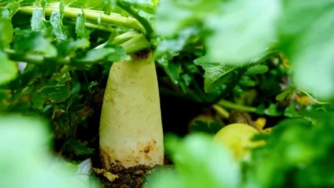 White daikon radish growing in soil with green leaves Video stock 332278976