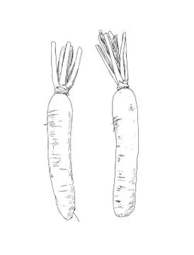 White daikon radish , sketch vector. Stock Illustration