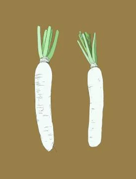 White daikon radish , sketch vector. Stock Illustration