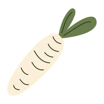 White daikon radish vegetable with green leaves, fresh root organic farm produce Stock Illustration