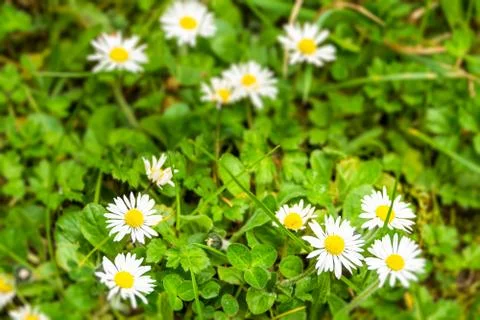 White Daises on a meadow during spring with defocused bacground Foto stock