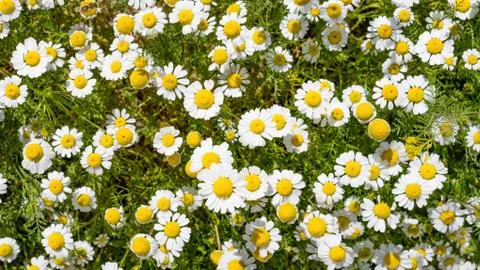 White Daisey Background Foto stock