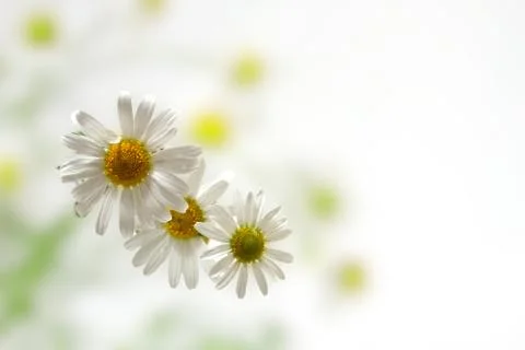 White daisies on abstract background Stock Photos