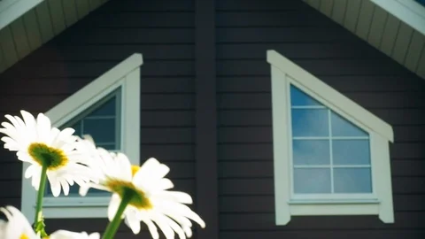 White daisies are swaying in the wind in the garden near the house Stock-Footage 122340341