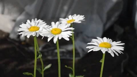 White daisies are swaying in the wind. Selective focus. Blurry background. Stock Footage 242920650