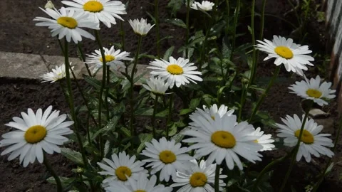 White daisies are swaying in the wind. Selective focus. Blurred background. Stock Footage 277494390