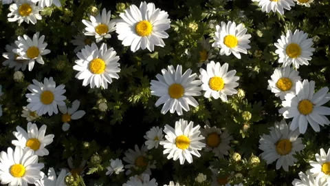 White daisies as a background. Stock Footage 124629425