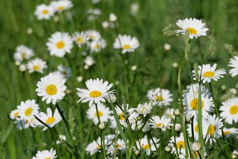 White Daisies Background Photos