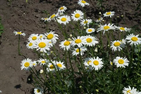 White daisies bloom in the garden on the plot. 写真素材