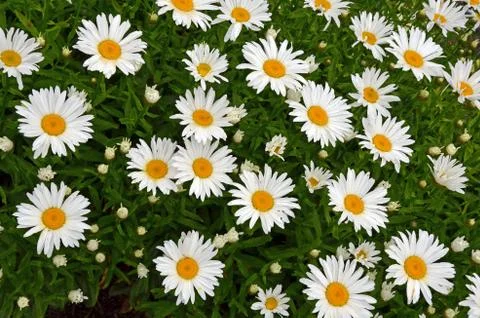 White daisies in bloom Foto stock