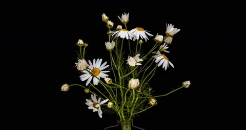 White daisies blooming on black background. Timelapse. 4K Stock Footage 120089855