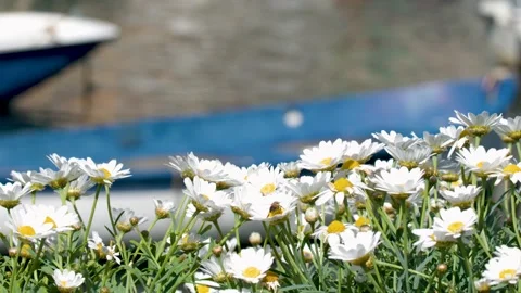 White Daisies Blooming in Front of a Mediterranean Coastal Harbor Stock Footage 336520201