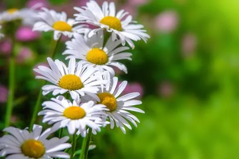 White daisies blooming on grass background Stock Photos
