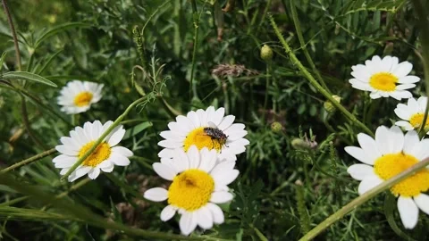 White Daisies Blooming in Green Grass on a Sunny Day Stock Footage 336028085