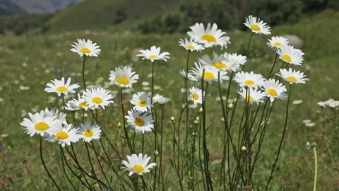 White daisies blooming in the mountains in summer. Mountain landscape  Stock Footage 265481098