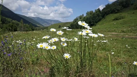 White daisies blooming in the mountains in summer. Mountain landscape Stock Footage 265481104