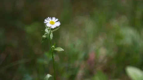 White Daisies blooming in Summer season. Stock Footage