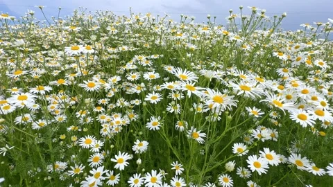 White daisies on blue sky background. Beautiful chamomile flowers in meadow.  Stock Footage 269717633