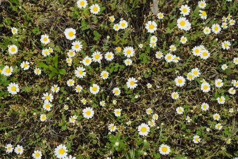 White daisies (chamomiles) field Foto stock