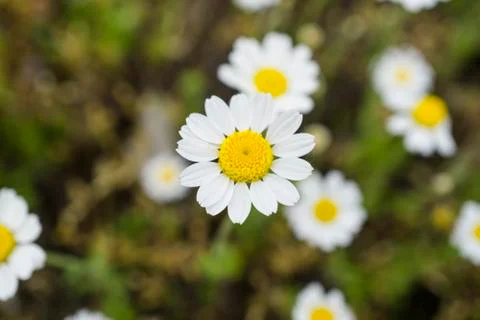 White daisies (chamomiles) macro Stock Photos