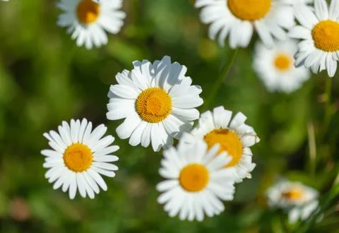 White daisies close-up Stock Photos