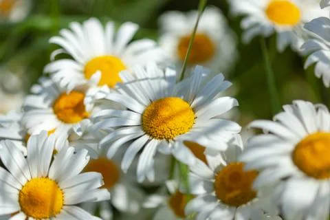White daisies close-up Stock Photos