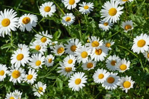 White daisies close-up Stock Photos