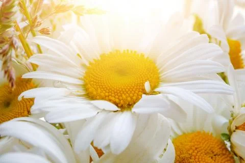 White daisies close-up in the rays of sunlight Foto stock