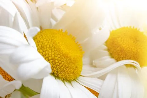 White daisies close-up in the rays of sunlight Stock Photos