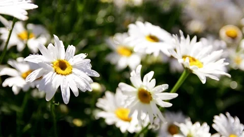 White Daisies Closeup Motion Background Stock Footage 135924749