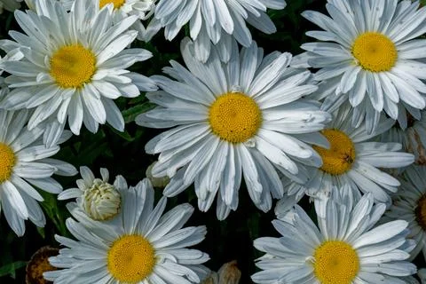 White daisies closeup Foto stock