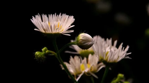 White Daisies Dark Background. Stock-Footage 306335342