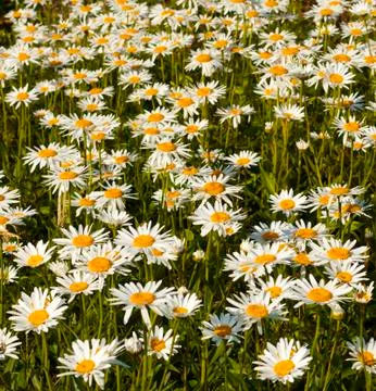 White daisies in a field Stock Photos
