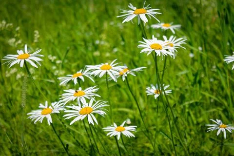 White daisies in the field Stock Photos