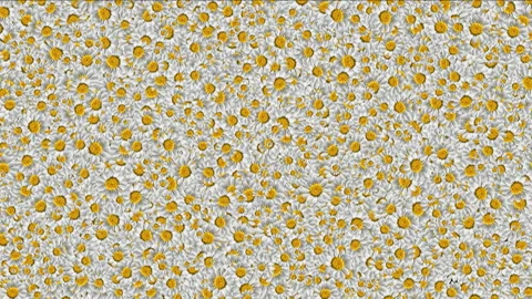 White Daisies Flowers Pattern animation Background Stock Footage 147117881