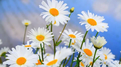 White daisies flowers with rice field in the background. Stock Footage 38567553