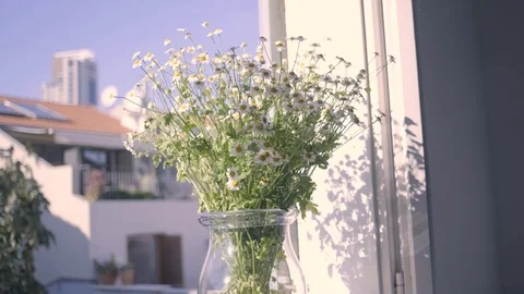 White Daisies flowers on window side Stock Footage 128425227