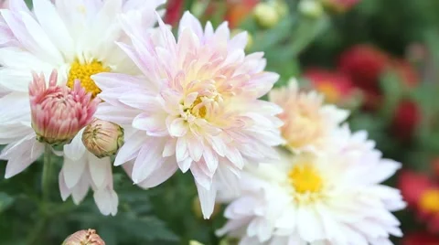 White daisies Stock Footage 42294396