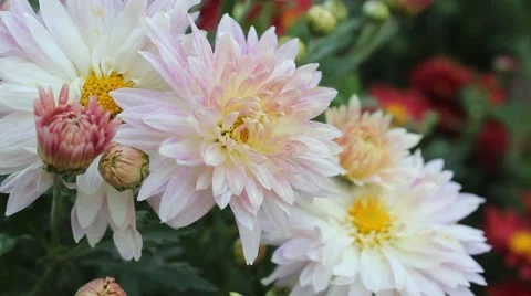 White daisies Stock Footage 42405086