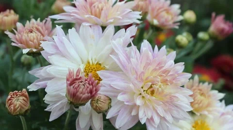 White daisies Stock Footage 42405426