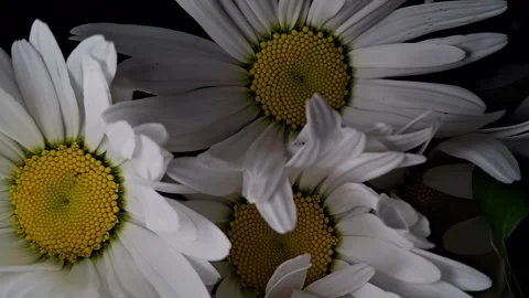 White daisies Stock Footage 341676668