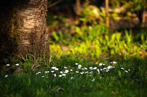 White daisies in grass at base of birch tree spring light Stock Photos