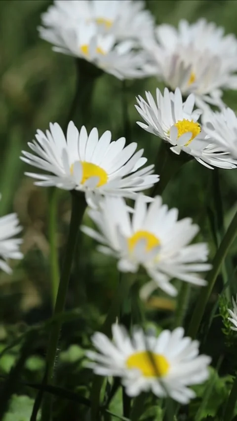 White daisies in the grass Stock-Footage 332270243
