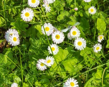 White daisies on a green background. Stock Photos
